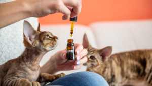 Read more about the article CBD & Pets: A Match Made in Health Heaven