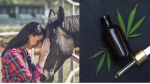 Read more about the article From Foal to Mare: CBD’s Benefits for Horses