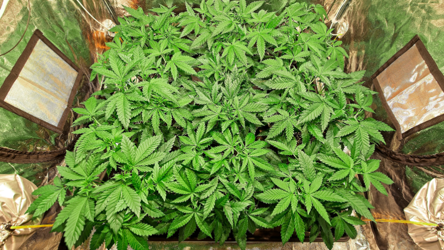 Cannabis plants indoor growing