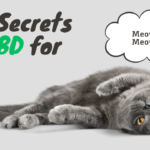 Unlocking the Secrets of CBD for Cats: A Comprehensive Guide